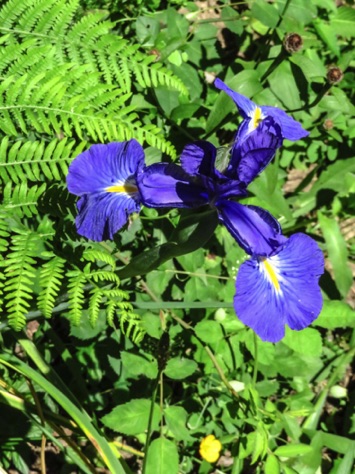 Wild Iris
IMG_0018.jpg