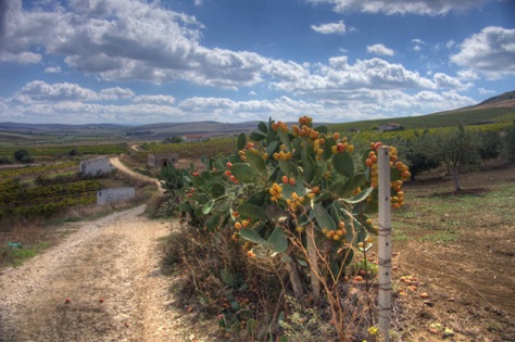 Prickly Pear Cactus along our Trail
IMG_4183_4_5.jpg