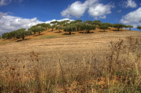 Olive Trees
IMG_4202_3_4.jpg