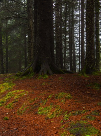 Forest above Bergen, Norway
20160830-_MG_-7849.jpg