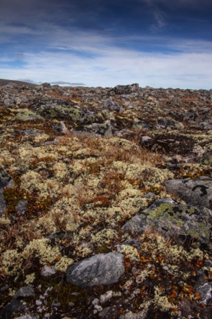 Snøhetta Area
20160905-_MG_8007-2.jpg