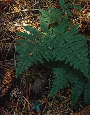 Fern&Cones.jpg