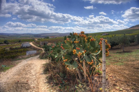 Sicilian Road
IMG_4183_4_5.jpg