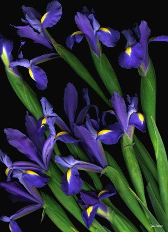 Irises.jpg