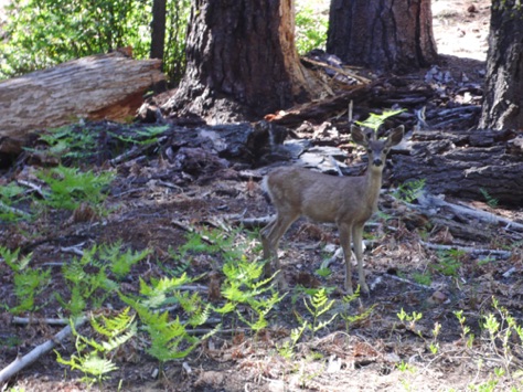 A young lady I met on the trail
L1010754_1.jpg